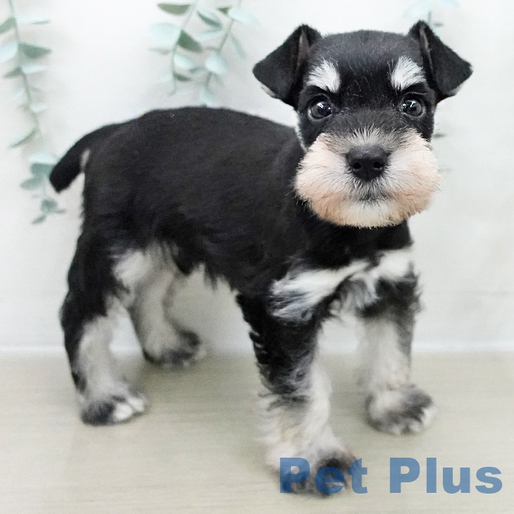 ミニチュア・シュナウザーの写真2