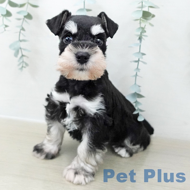 ミニチュア・シュナウザーの写真2