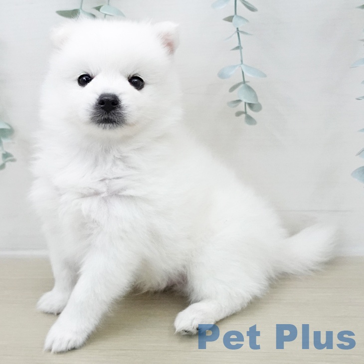 日本スピッツの写真2