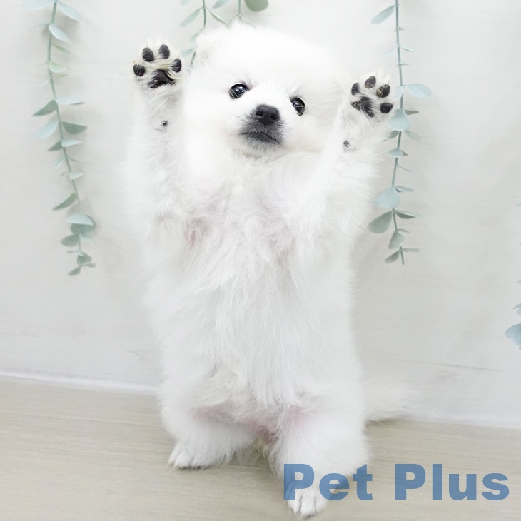 日本スピッツの写真2