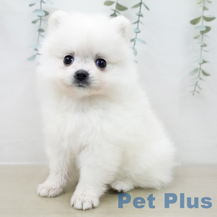 ポメラニアンの写真2