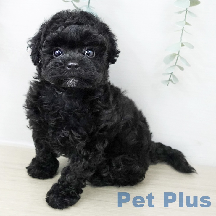 トイ・プードル