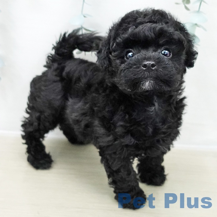 トイ・プードルの写真2