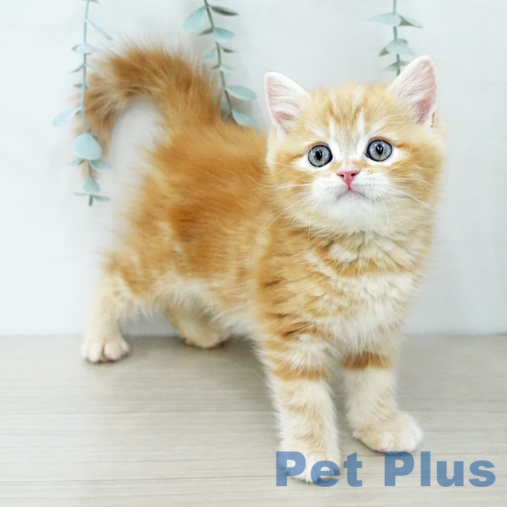 スコティッシュフォールド