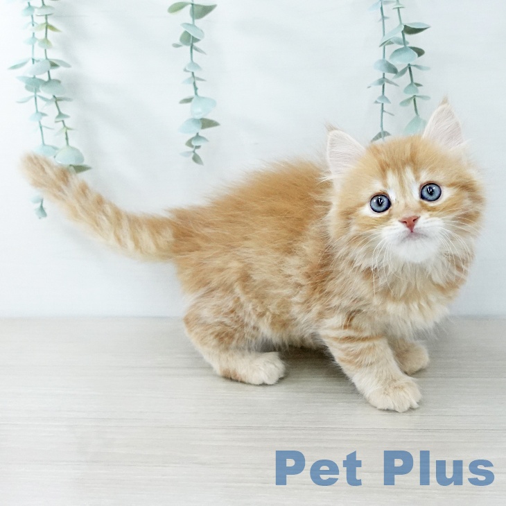 サイベリアンの写真2