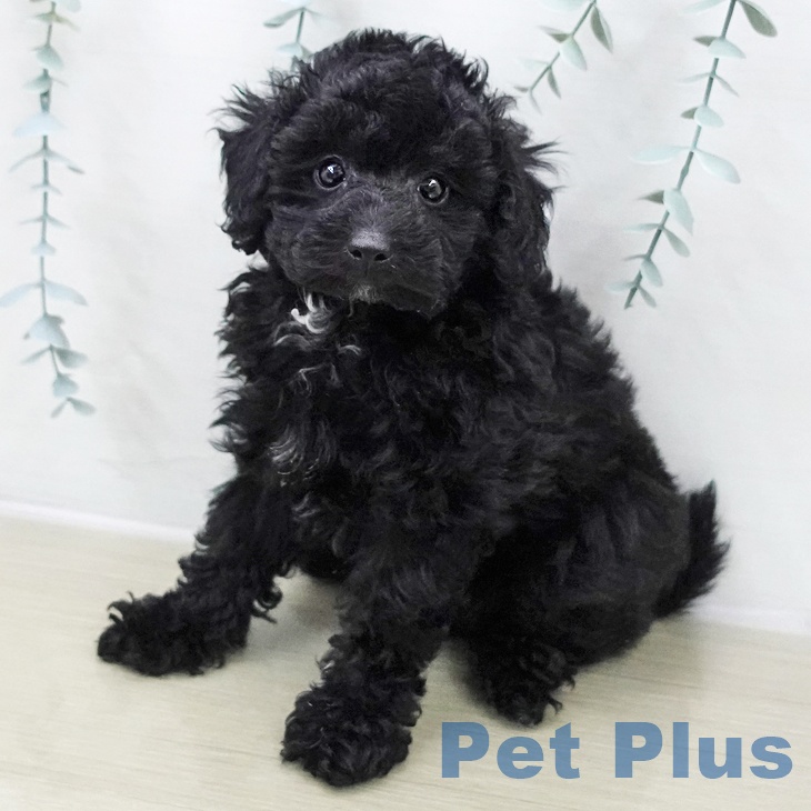 トイ・プードル