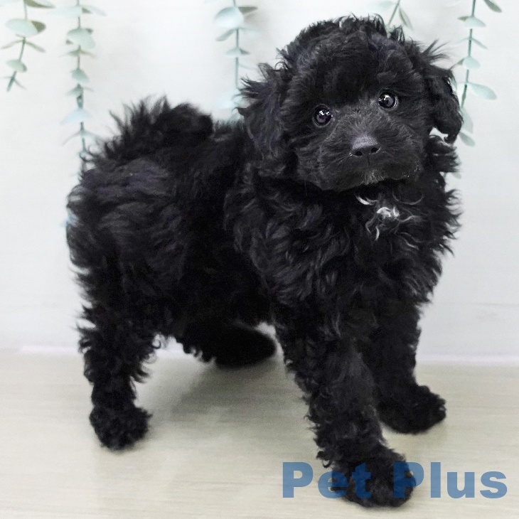 トイ・プードルの写真2