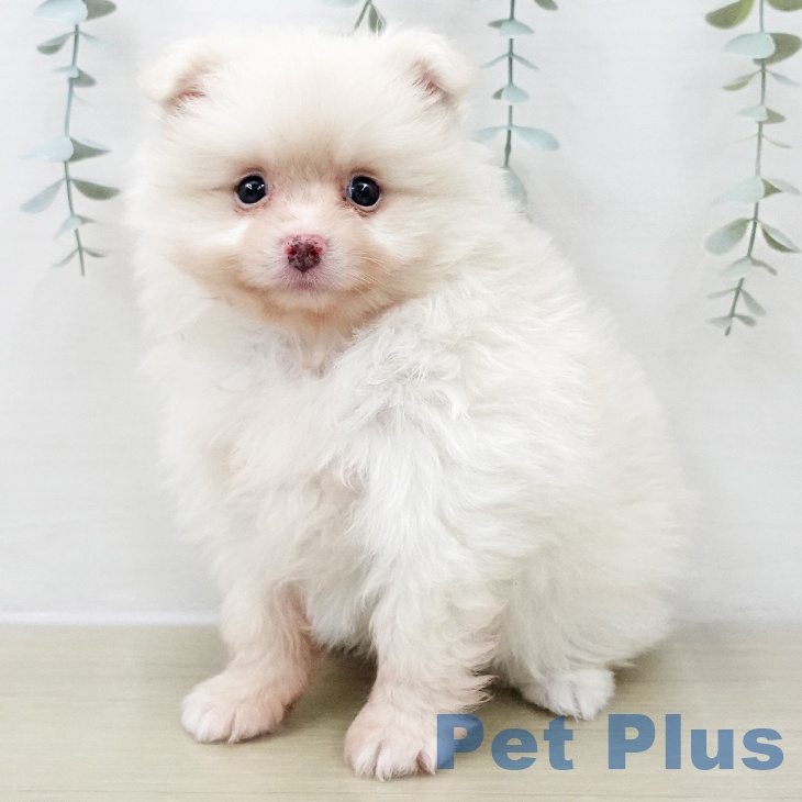 ポメラニアンの写真2