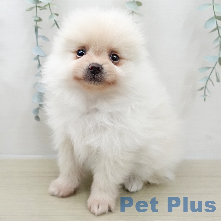 ポメラニアンの写真2