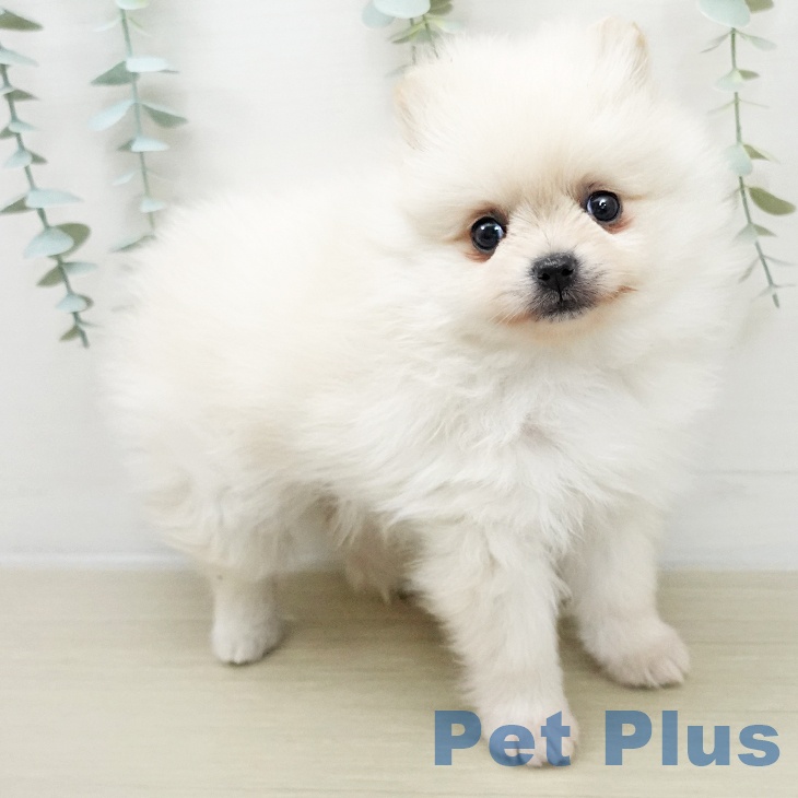 ポメラニアンの写真2