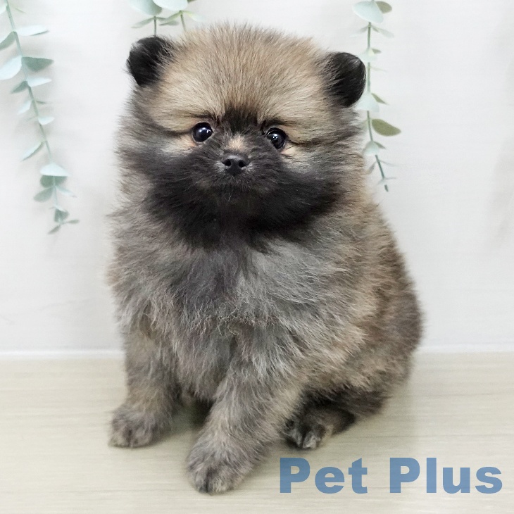 ポメラニアンの写真2