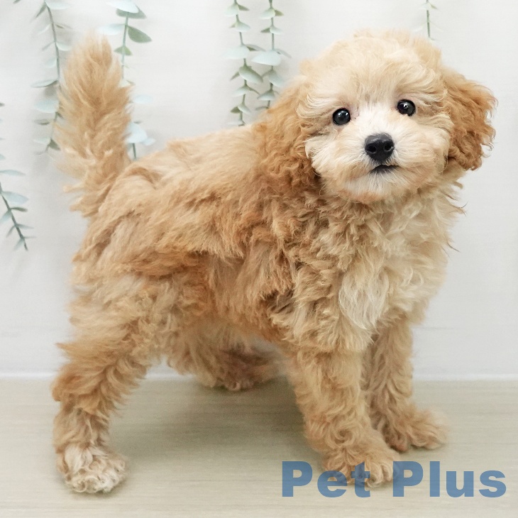 トイ・プードル