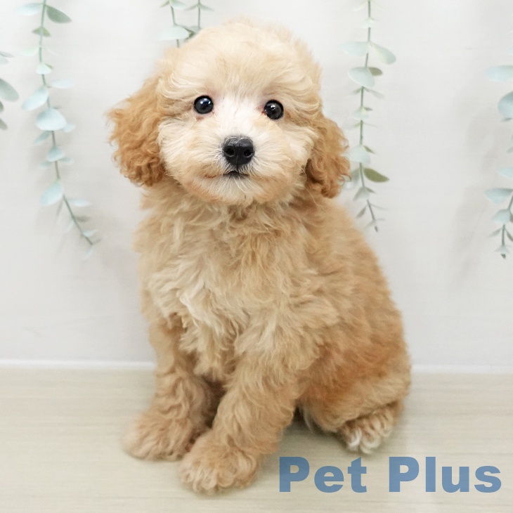 トイ・プードルの写真2