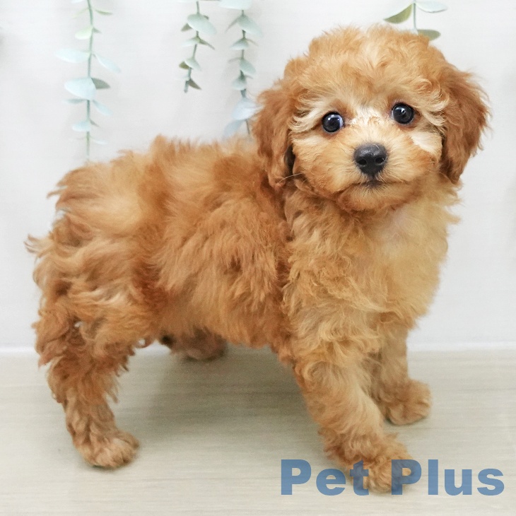 トイ・プードル