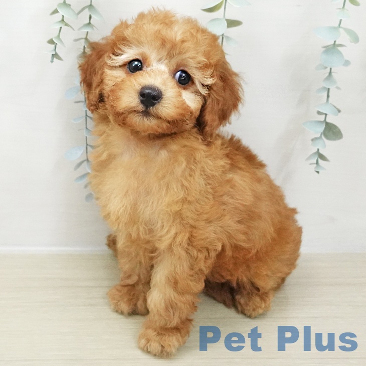 トイ・プードルの写真2