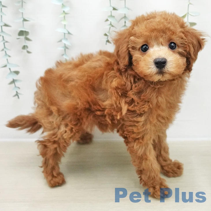 トイ・プードル