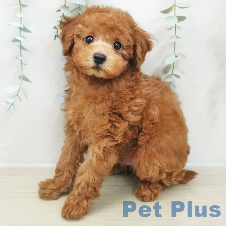 トイ・プードルの写真2