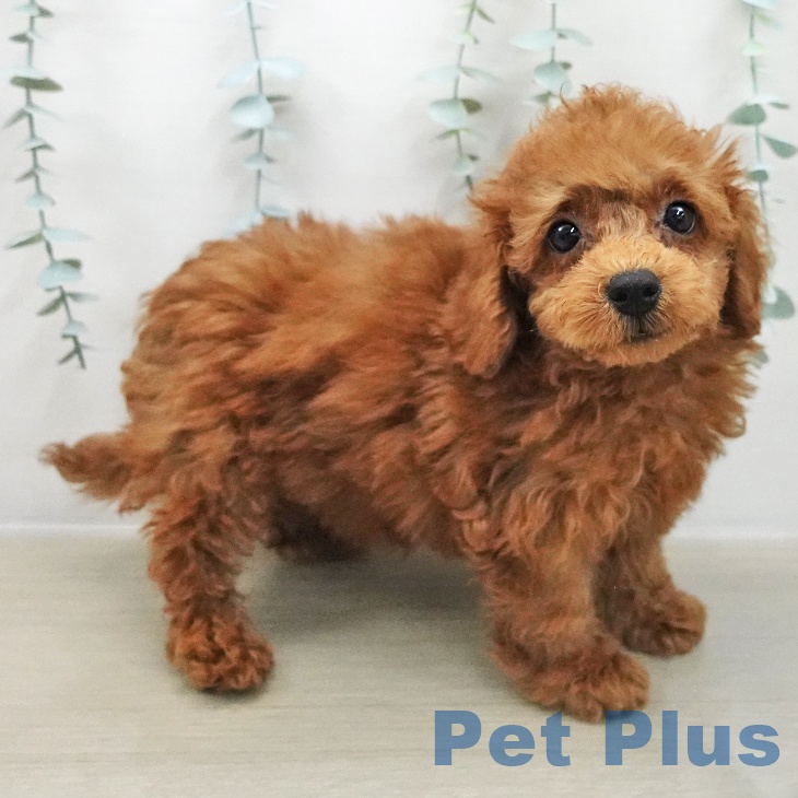 トイ・プードル