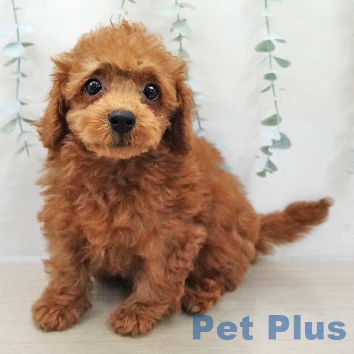 トイ・プードルの写真2