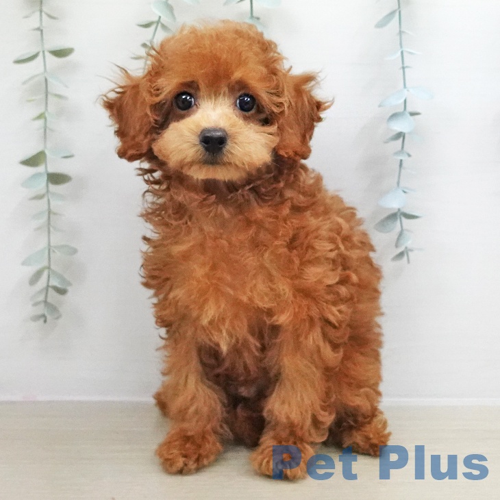 トイ・プードルの写真2