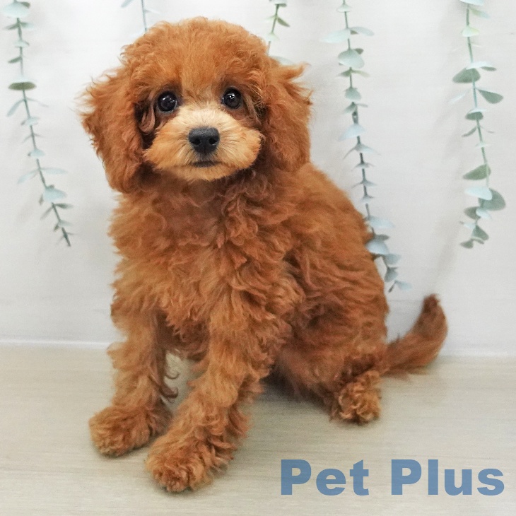 トイ・プードル