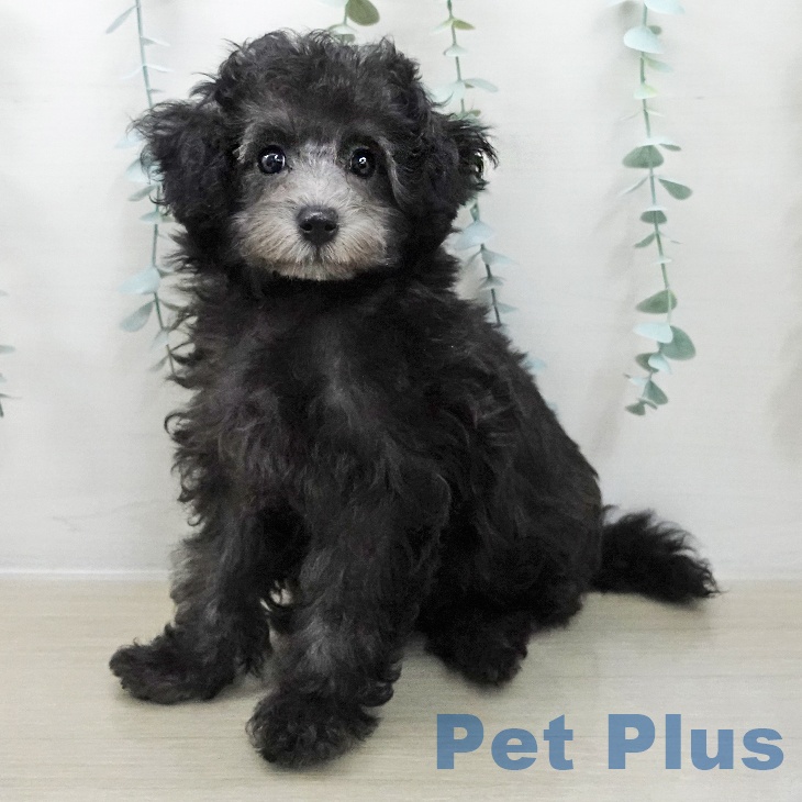 トイ・プードル