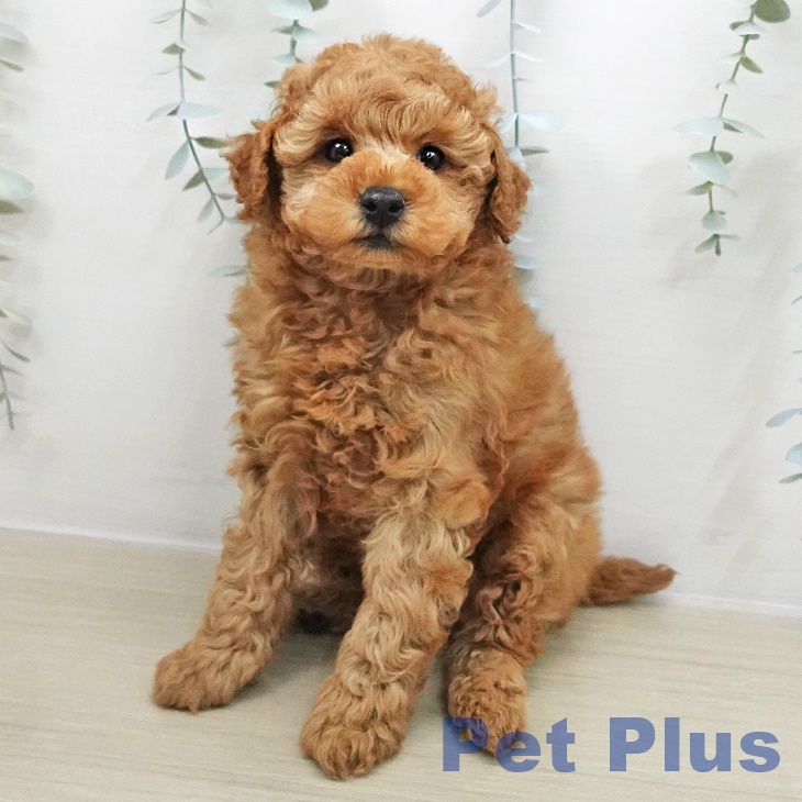 トイ・プードルの写真2