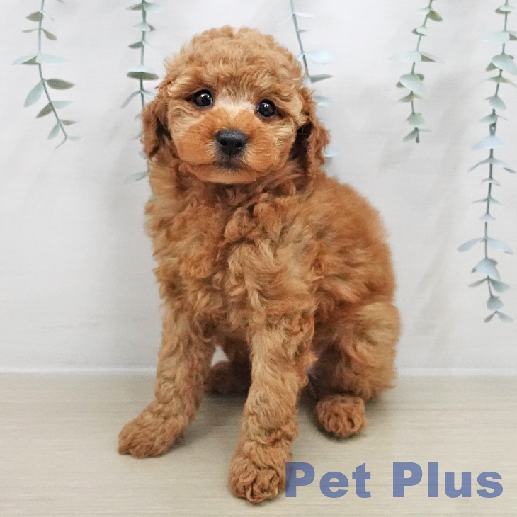 トイ・プードル