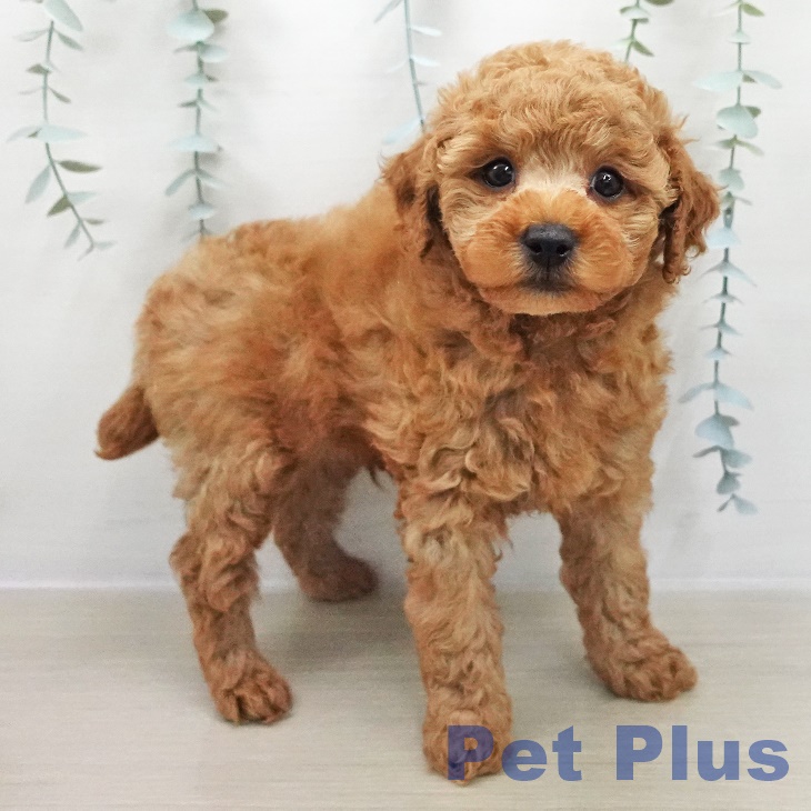 トイ・プードルの写真2