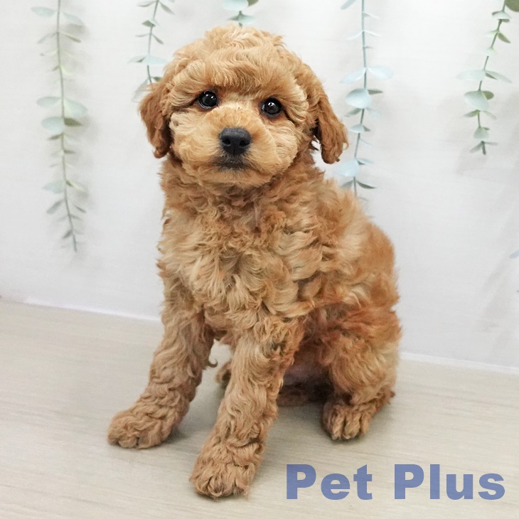 トイ・プードル