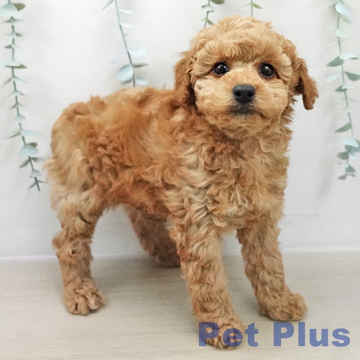 トイ・プードルの写真2