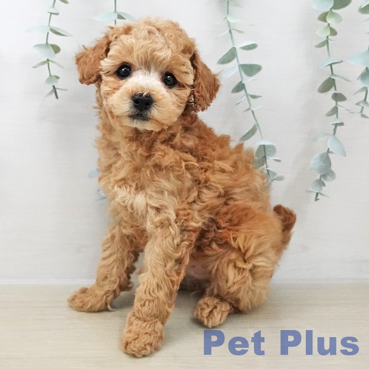 トイ・プードル