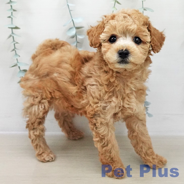 トイ・プードルの写真2