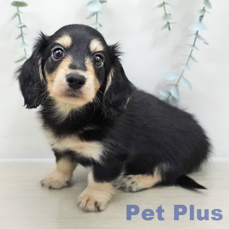 カニーンヘン・ダックスフンドの写真2