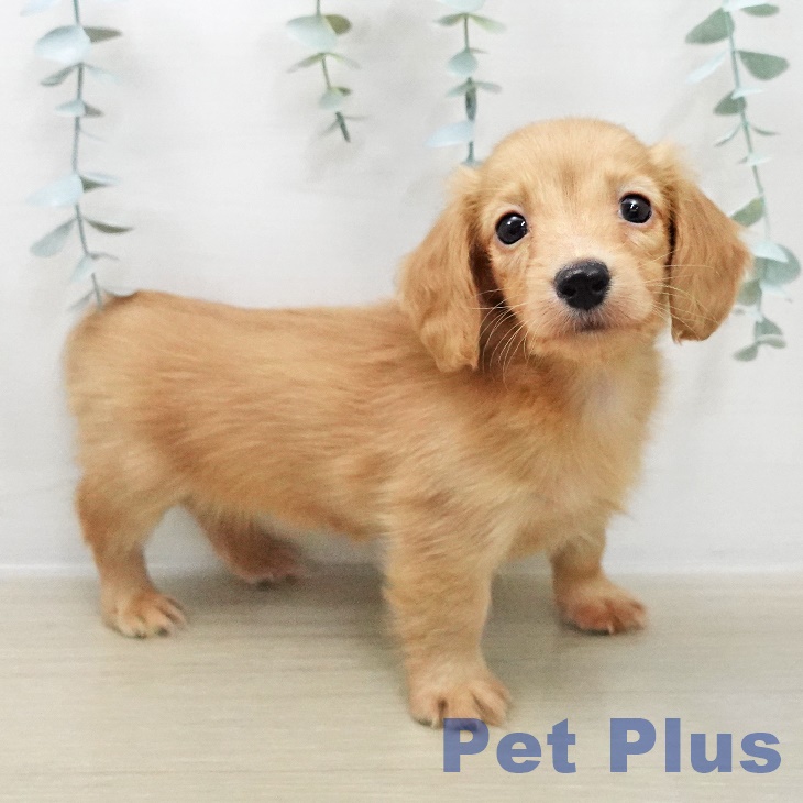 カニーンヘン・ダックスフンド