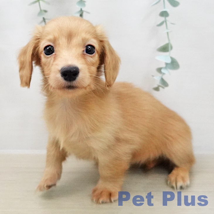 カニーンヘン・ダックスフンドの写真2