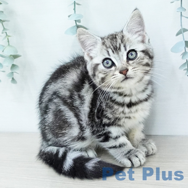 アメリカンショートヘア