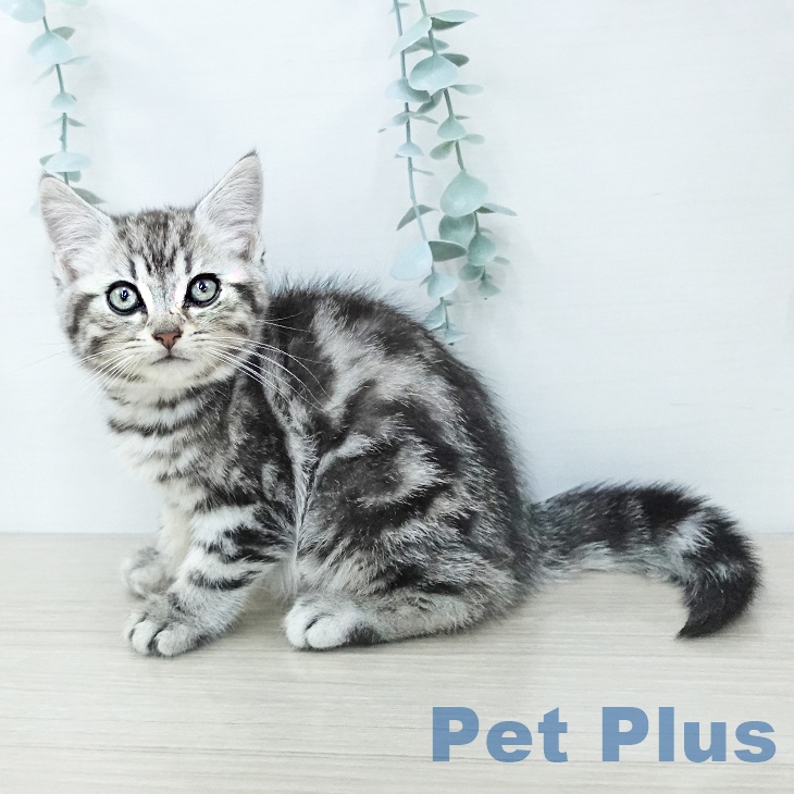 アメリカンショートヘアの写真2