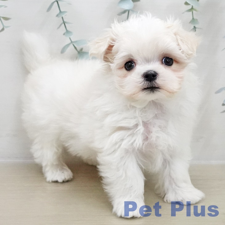 マルチーズの写真2