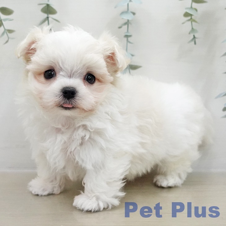 マルチーズの写真2