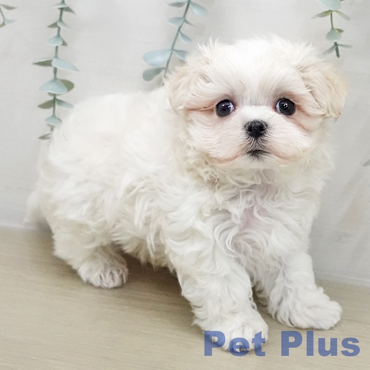 マルチーズの写真2