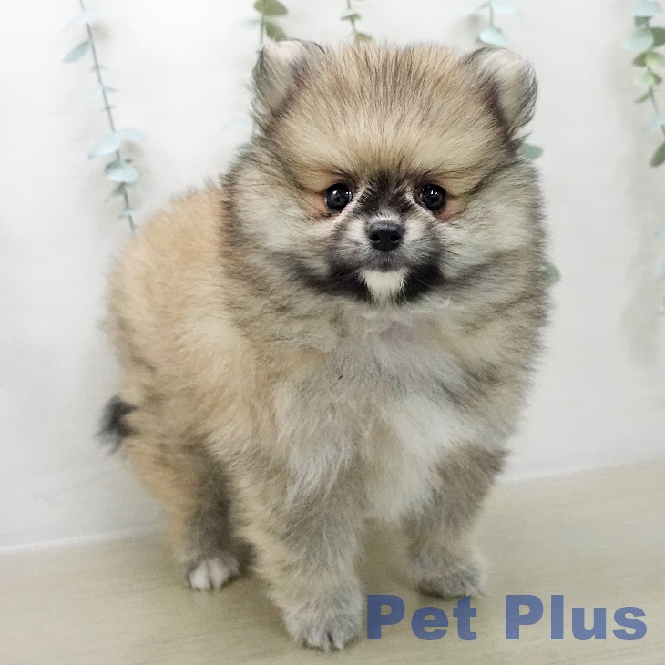 ポメラニアンの写真2