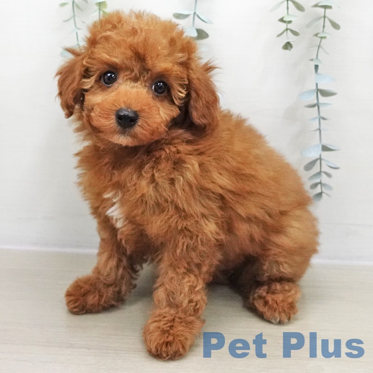 トイ・プードル