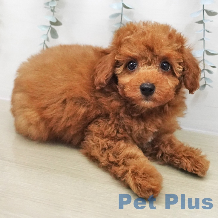 トイ・プードルの写真2