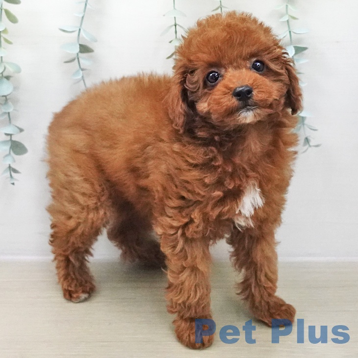 トイ・プードルの写真2