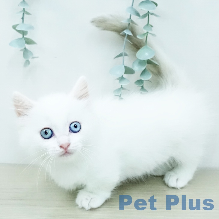 ミヌエットの写真2