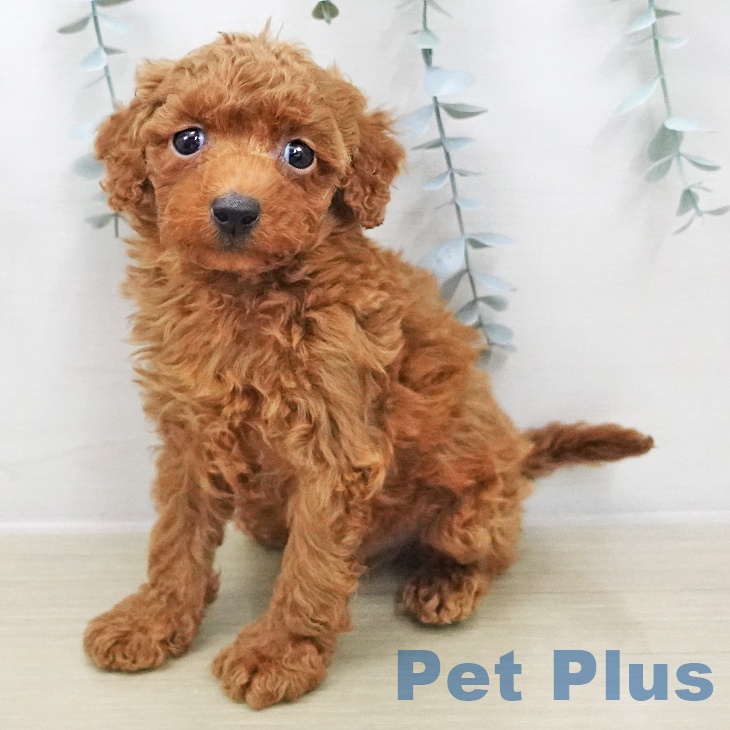 トイ・プードル