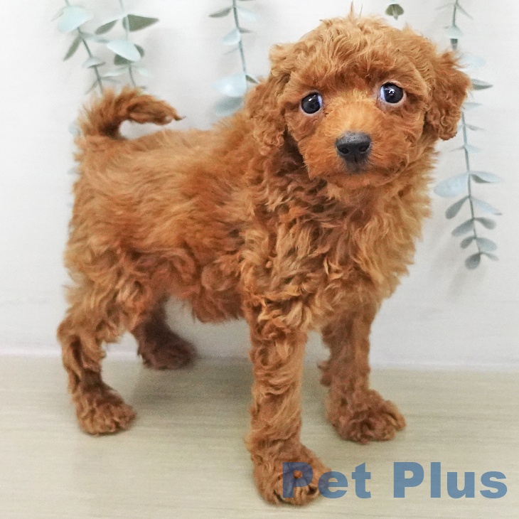 トイ・プードルの写真2