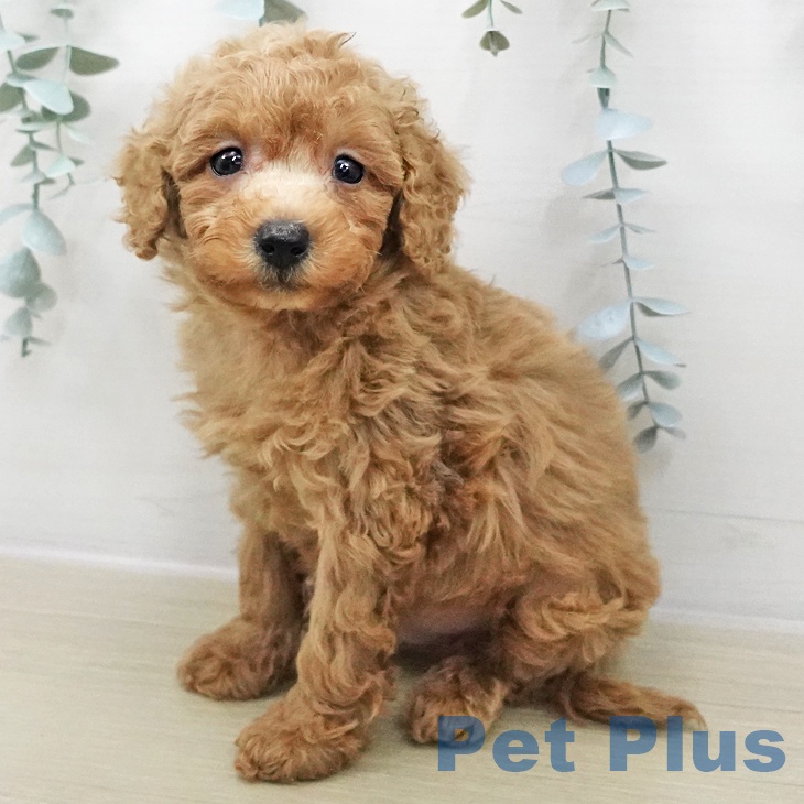 トイ・プードル