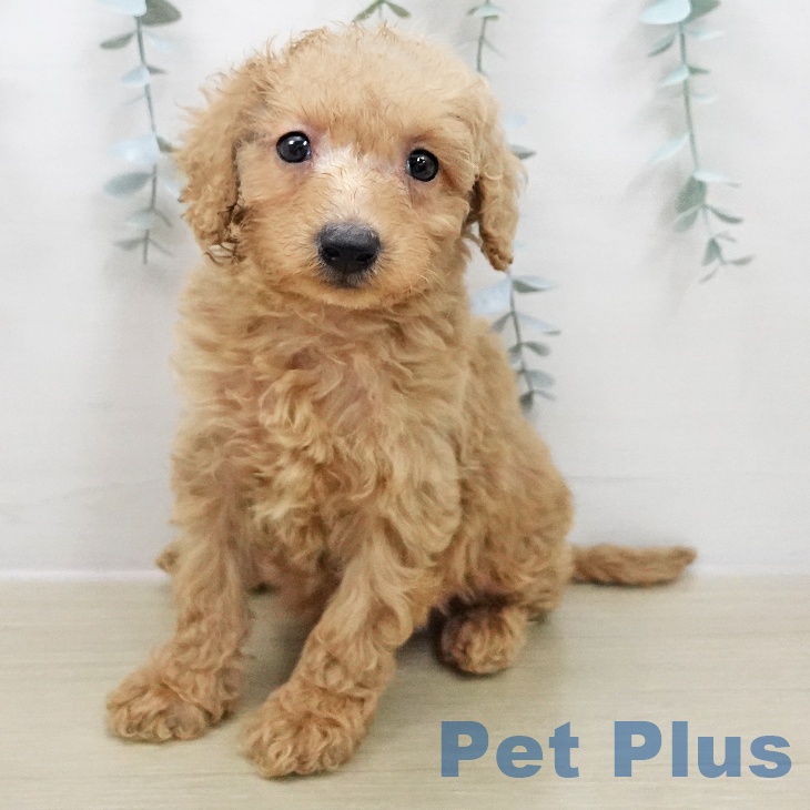 トイ・プードル